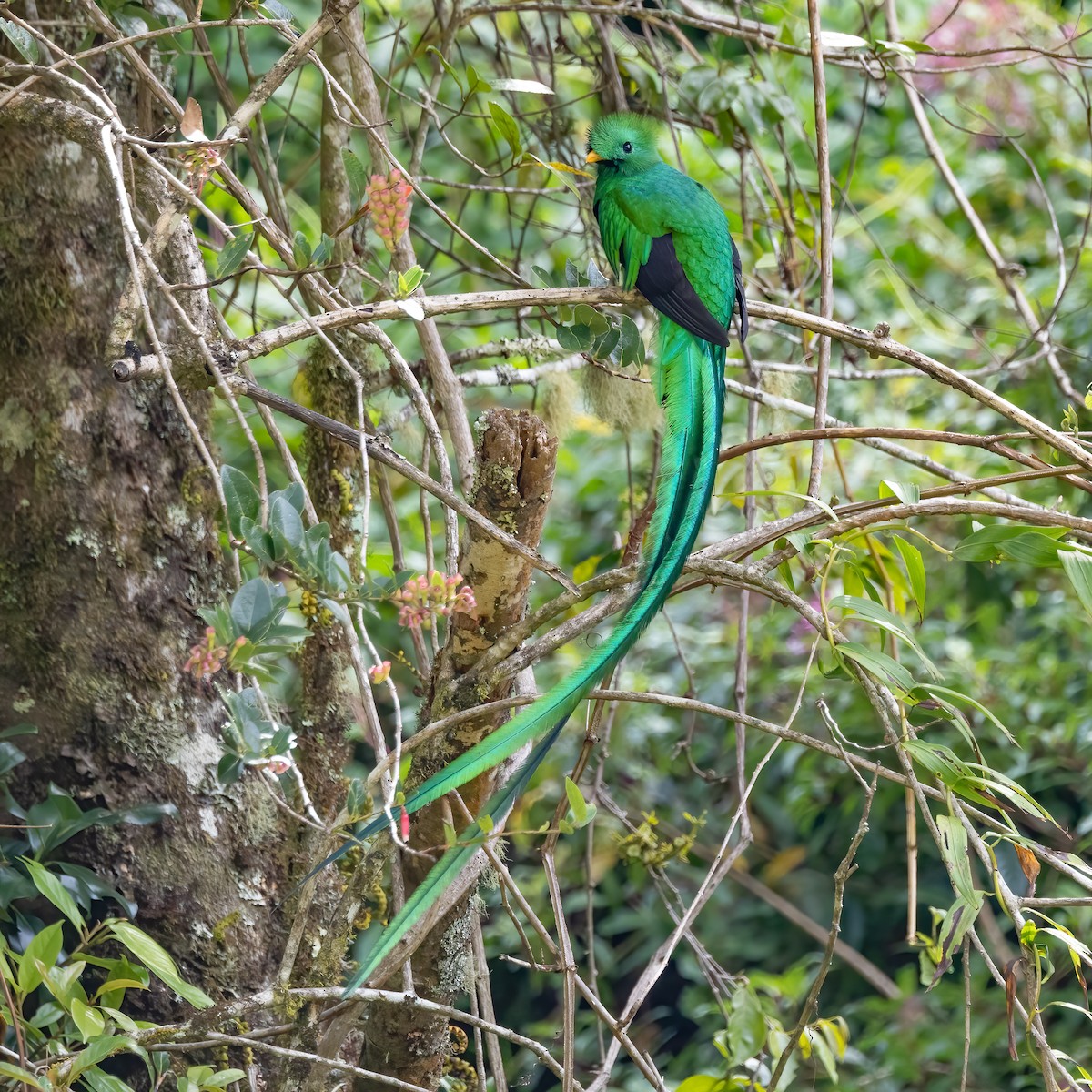 Resplendent Quetzal (Costa Rican) - Chris S. Wood