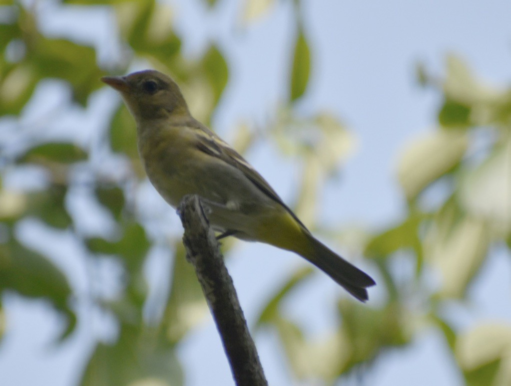 Western Tanager - ML617053348