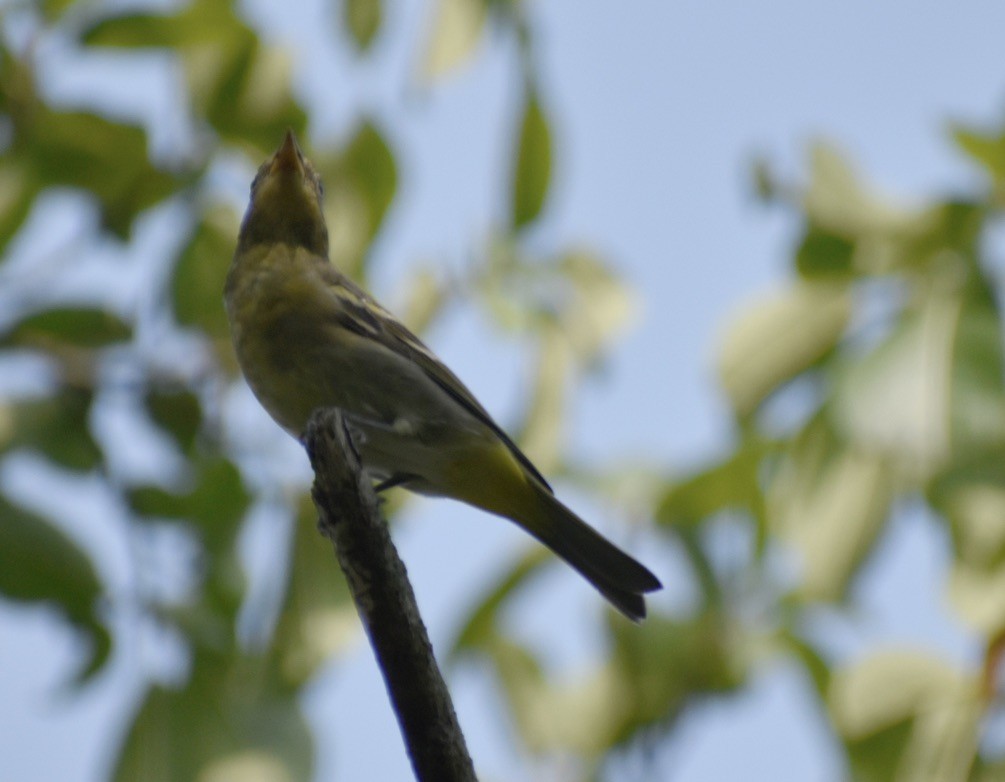 Western Tanager - ML617053349