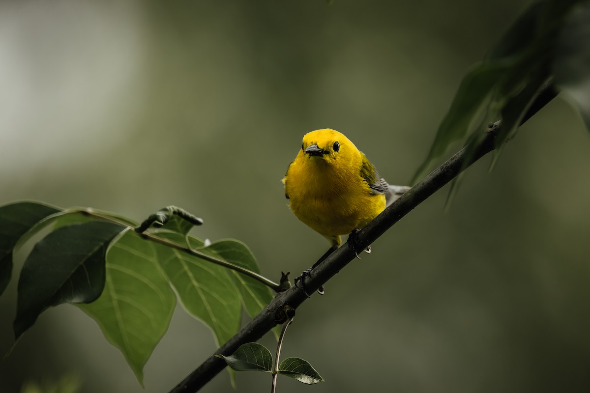 Prothonotary Warbler - ML617053356