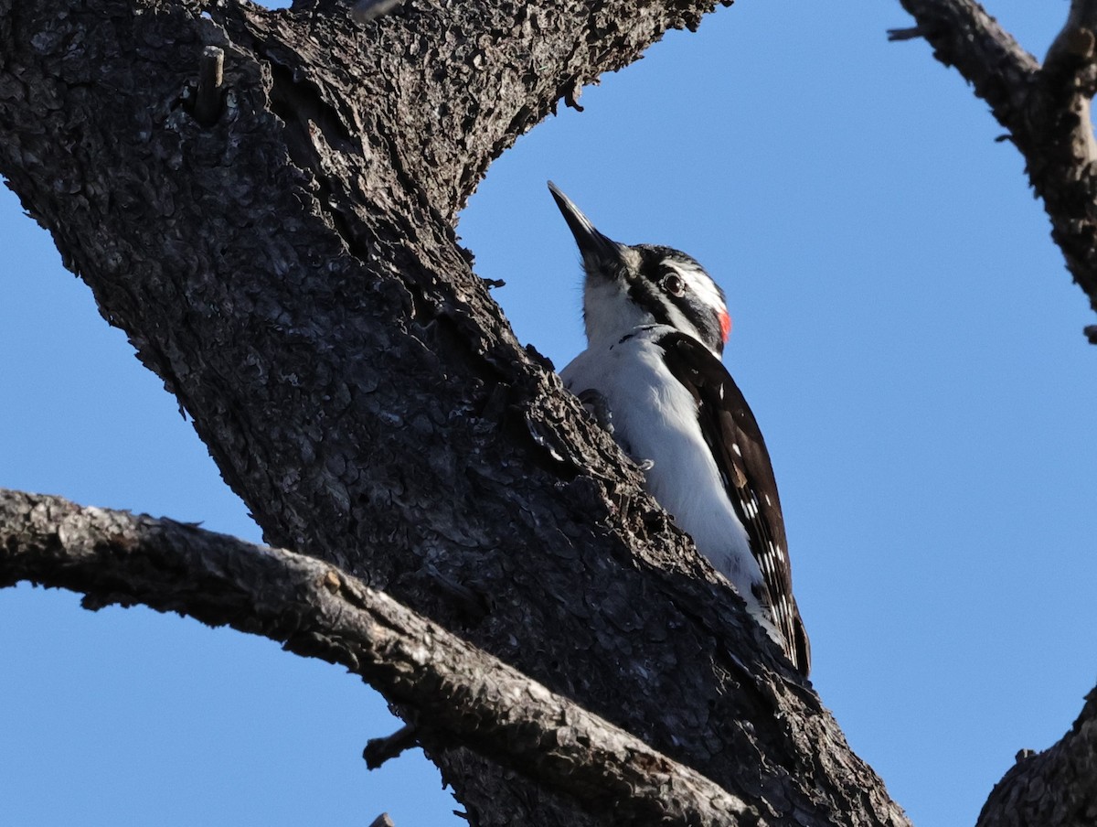 Hairy Woodpecker - ML617053517