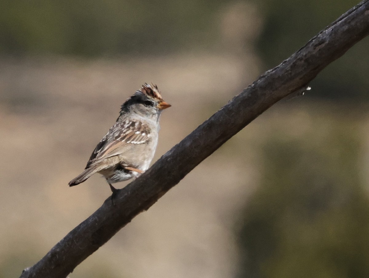White-crowned Sparrow - ML617053599