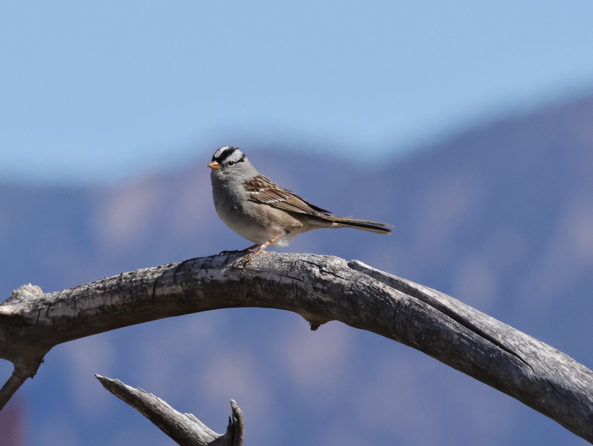 White-crowned Sparrow - ML617053600