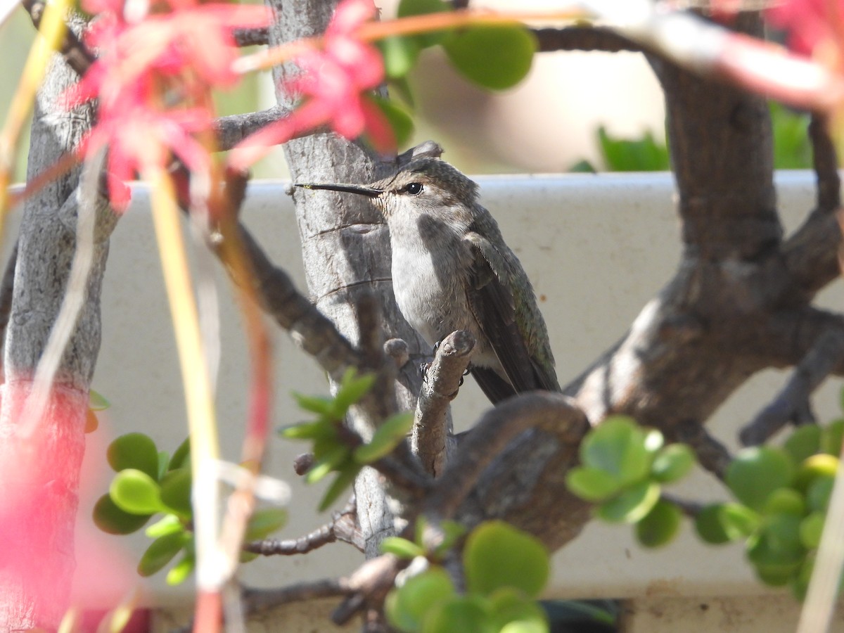 Costa's Hummingbird - ML617053621