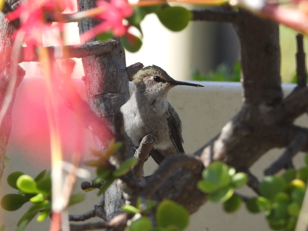 Costa's Hummingbird - ML617053623