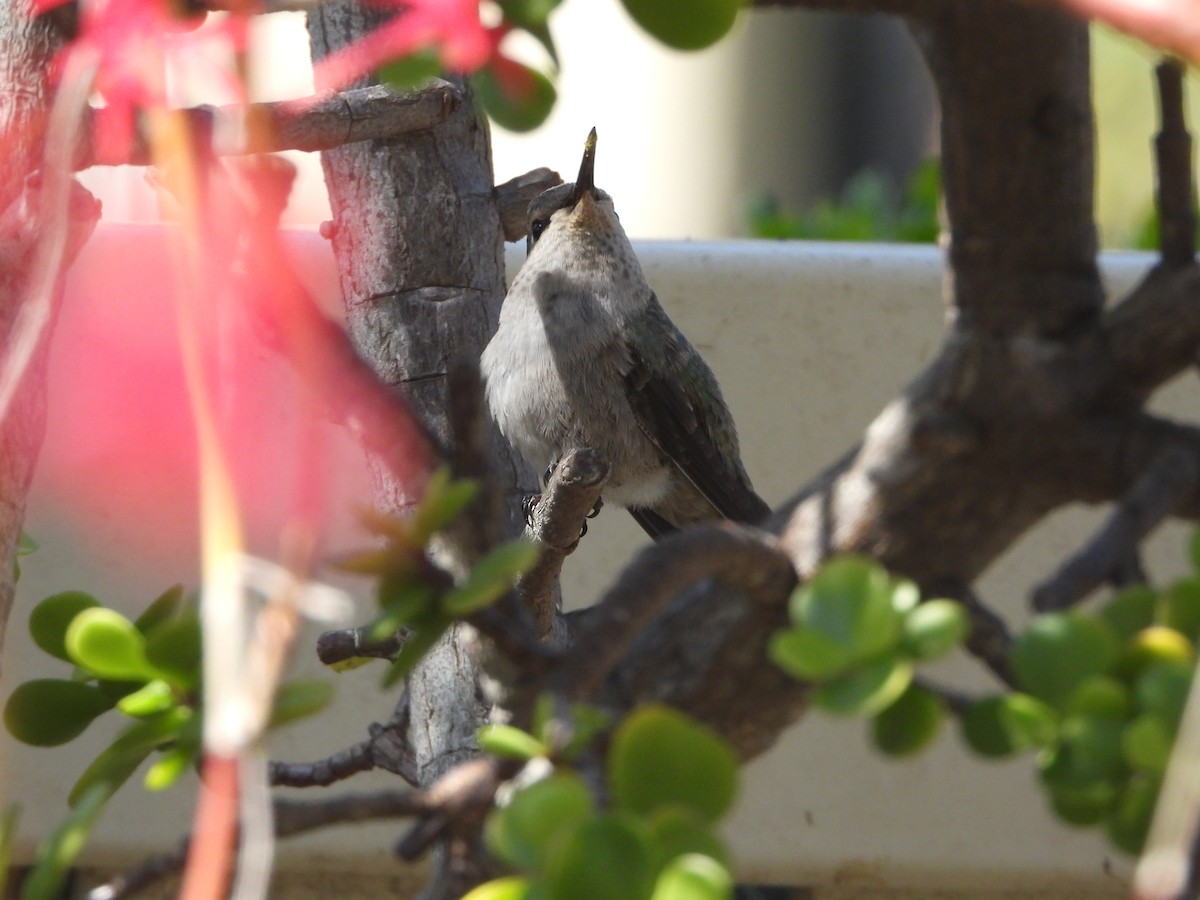 Costa's Hummingbird - ML617053625