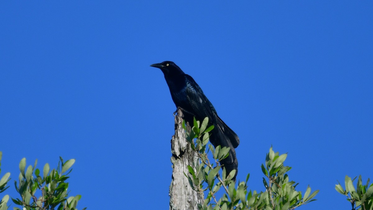 Great-tailed Grackle - ML617053721