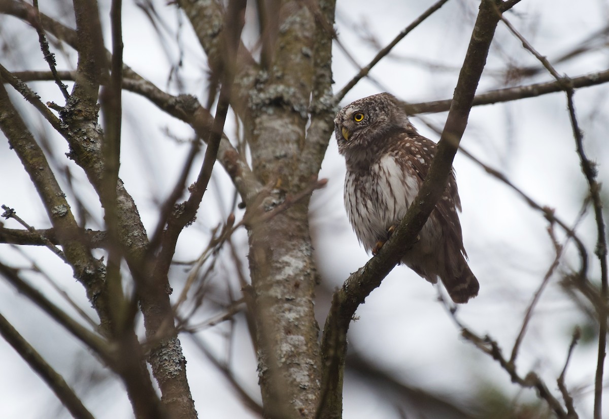 Eurasian Pygmy-Owl - ML617053770