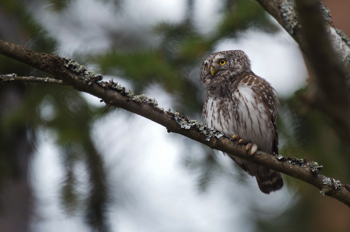 Eurasian Pygmy-Owl - ML617053771