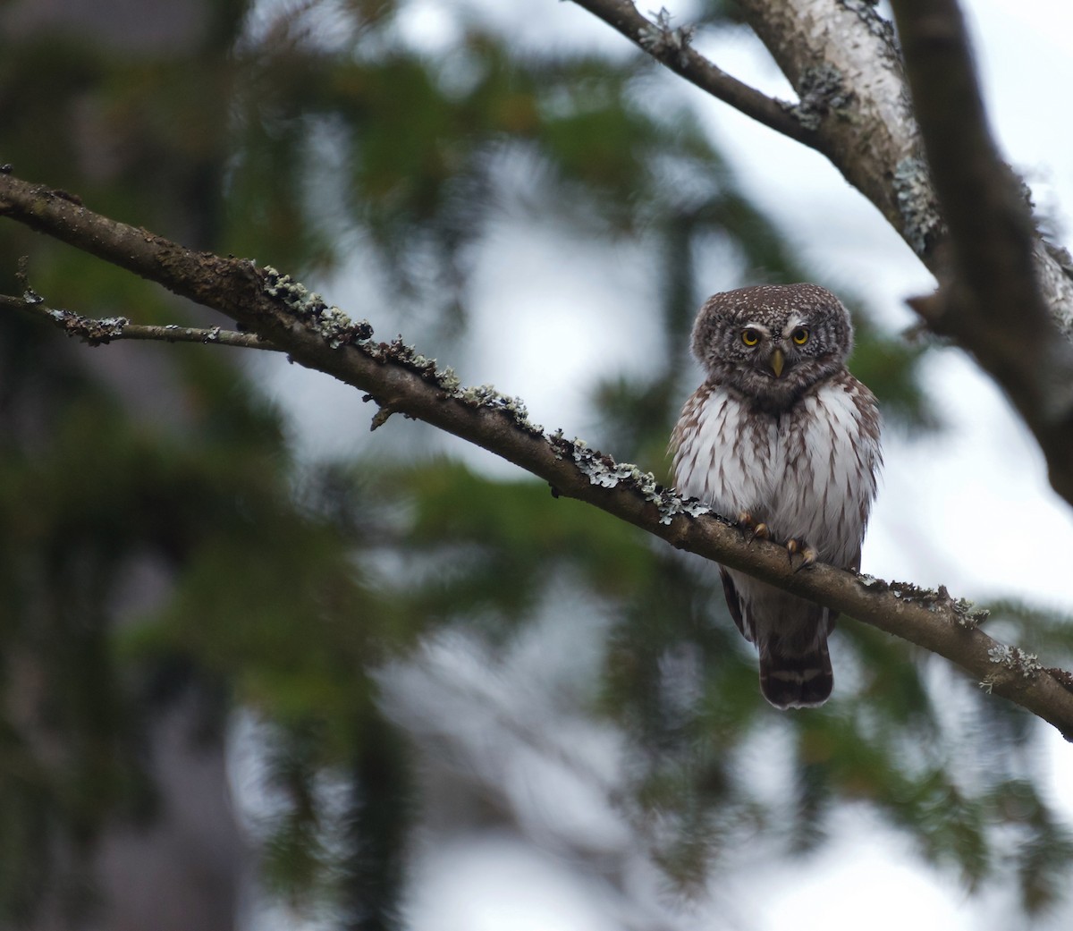Eurasian Pygmy-Owl - ML617053773