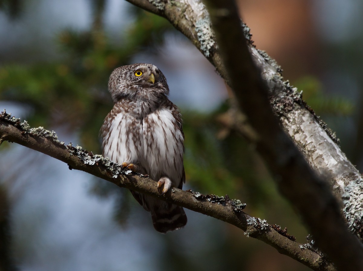 Eurasian Pygmy-Owl - ML617053774