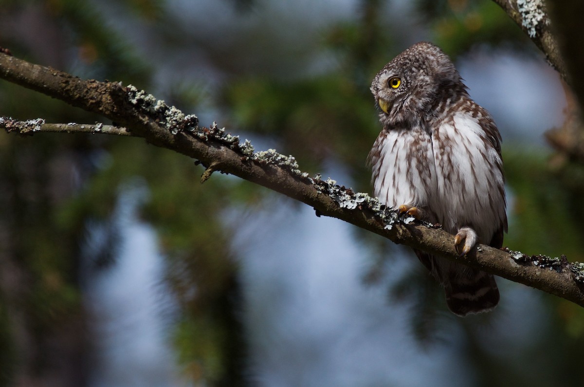 Eurasian Pygmy-Owl - ML617053775