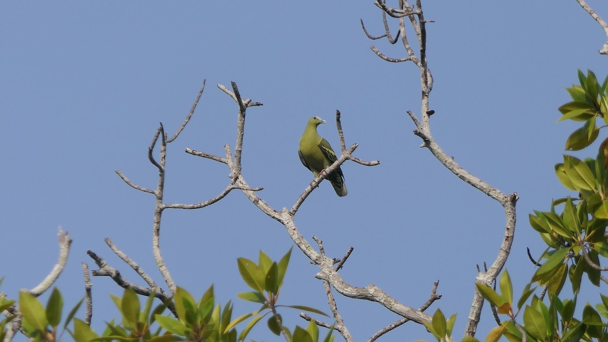 Андаманский зеленый голубь - ML617053844