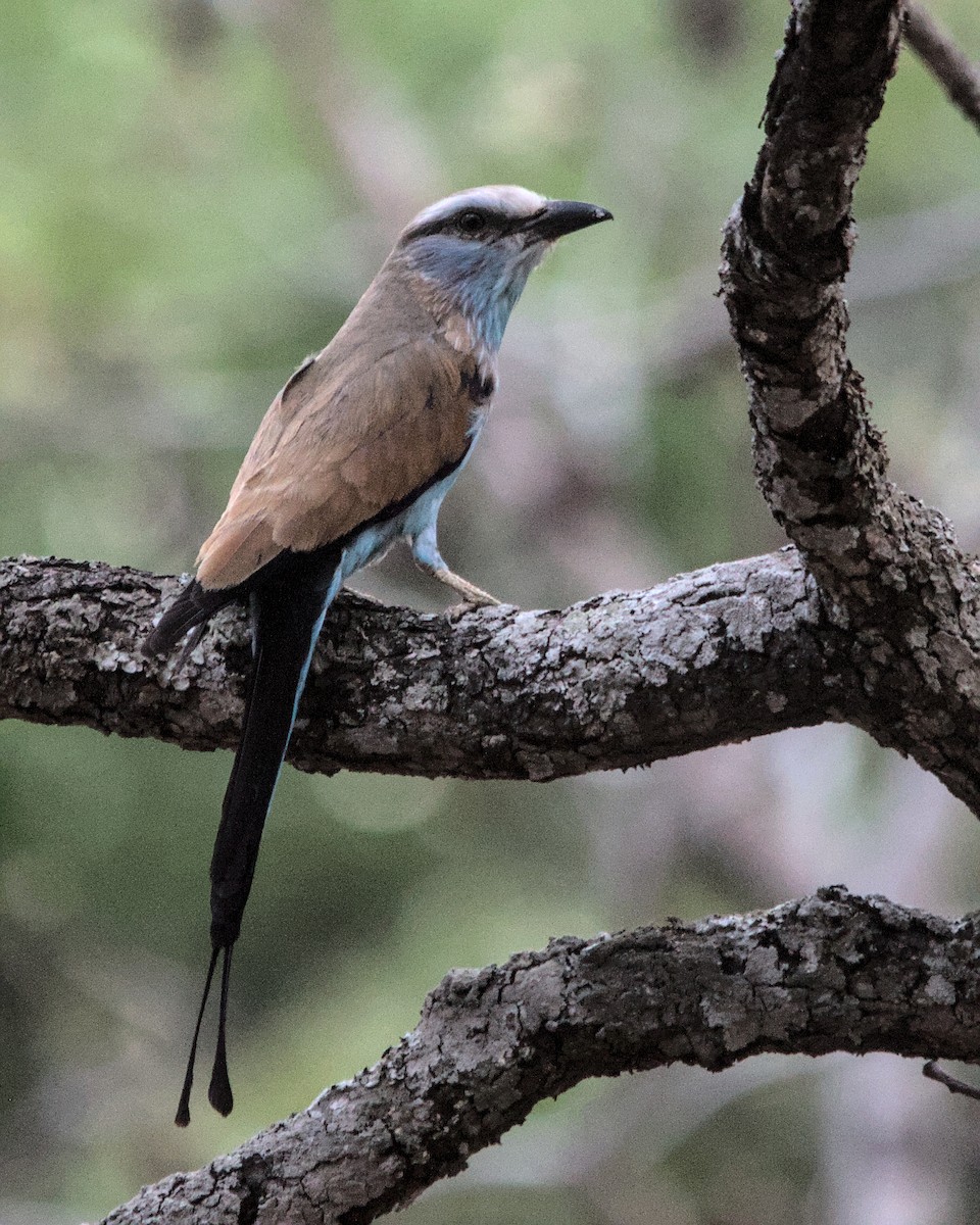 Racket-tailed Roller - ML617053959