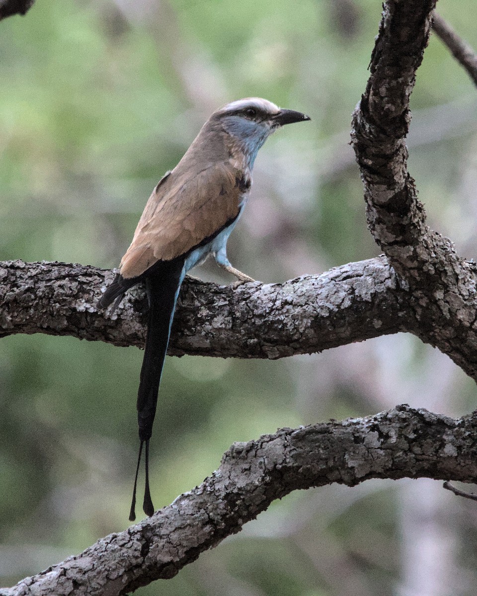 Racket-tailed Roller - ML617053960