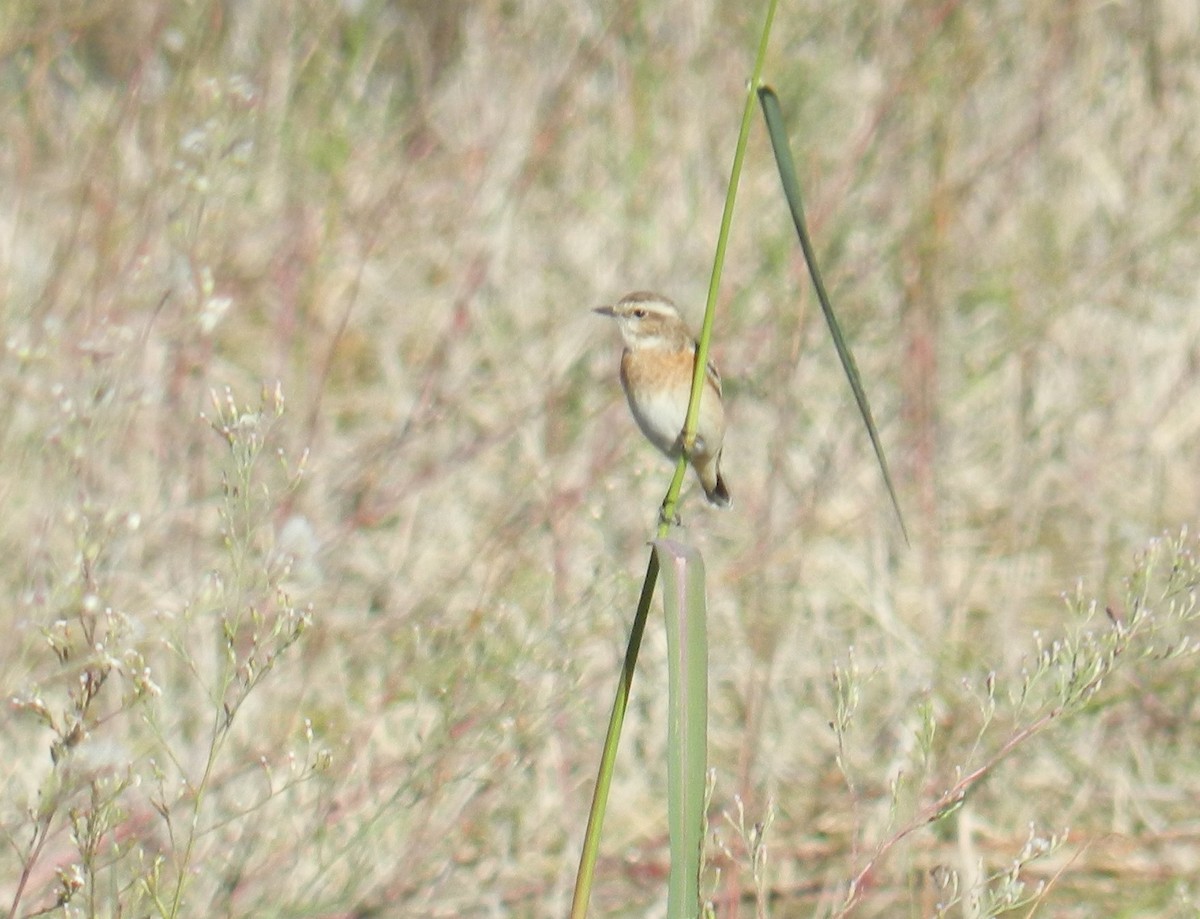 Whinchat - ML617054070
