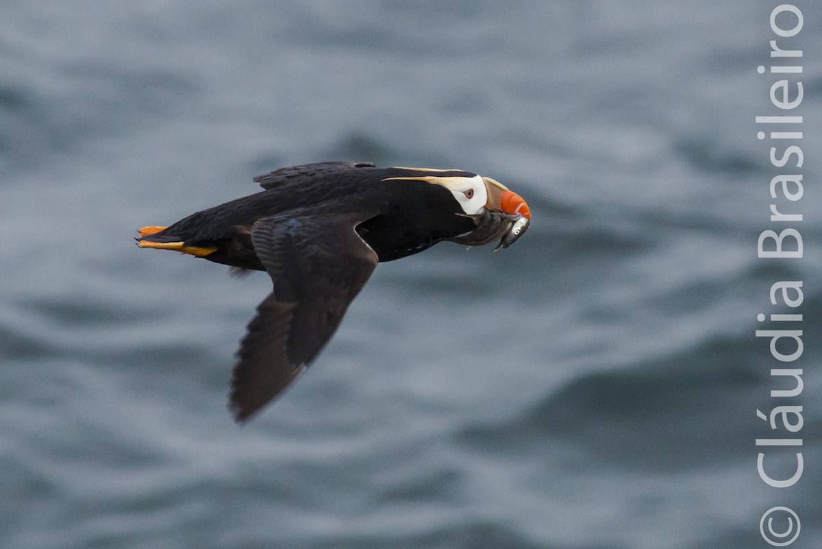 Tufted Puffin - ML61705411