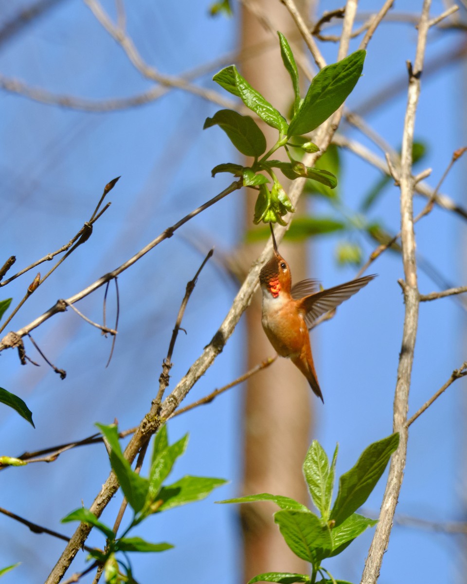 Rufous Hummingbird - ML617054121