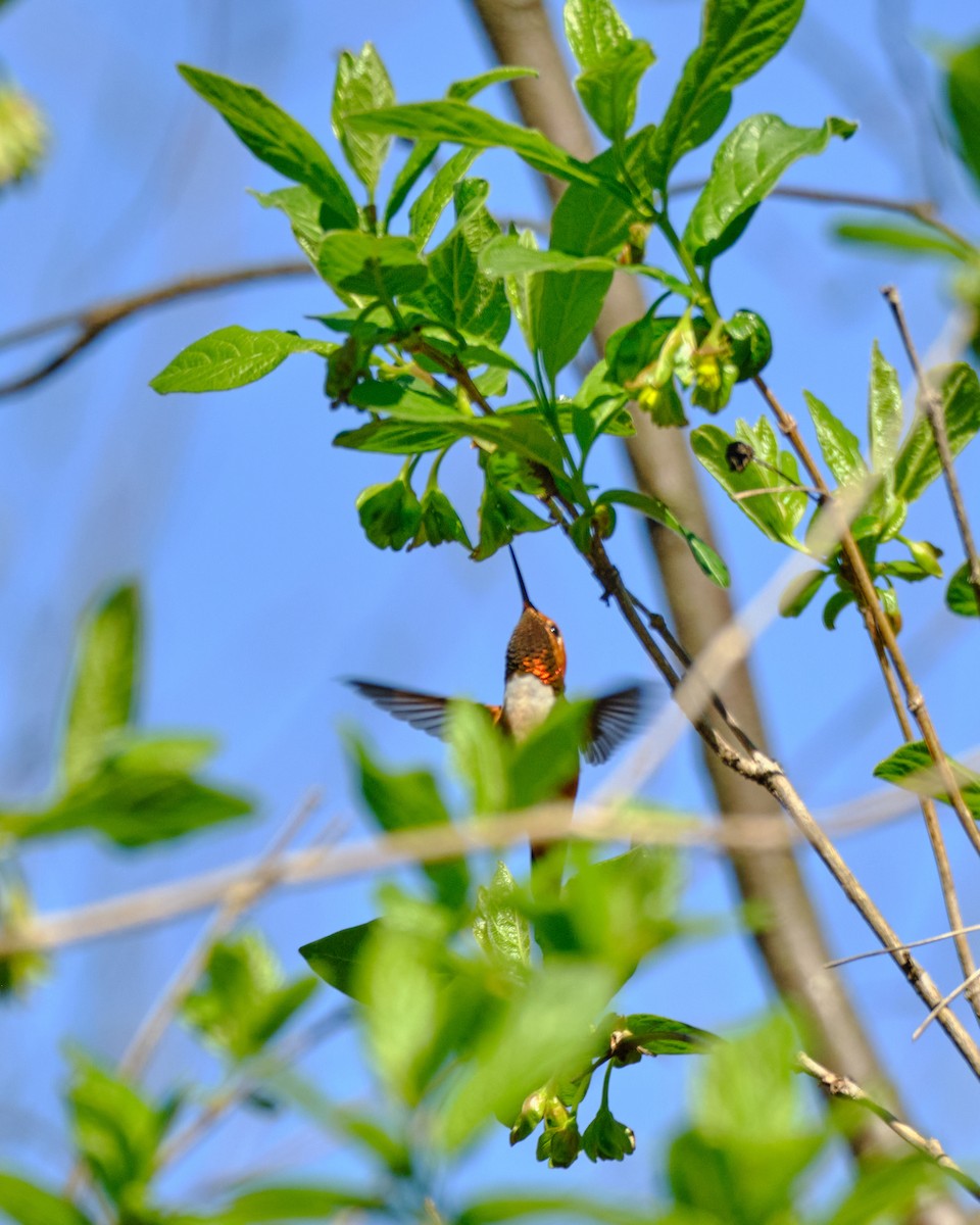 Rufous Hummingbird - ML617054122