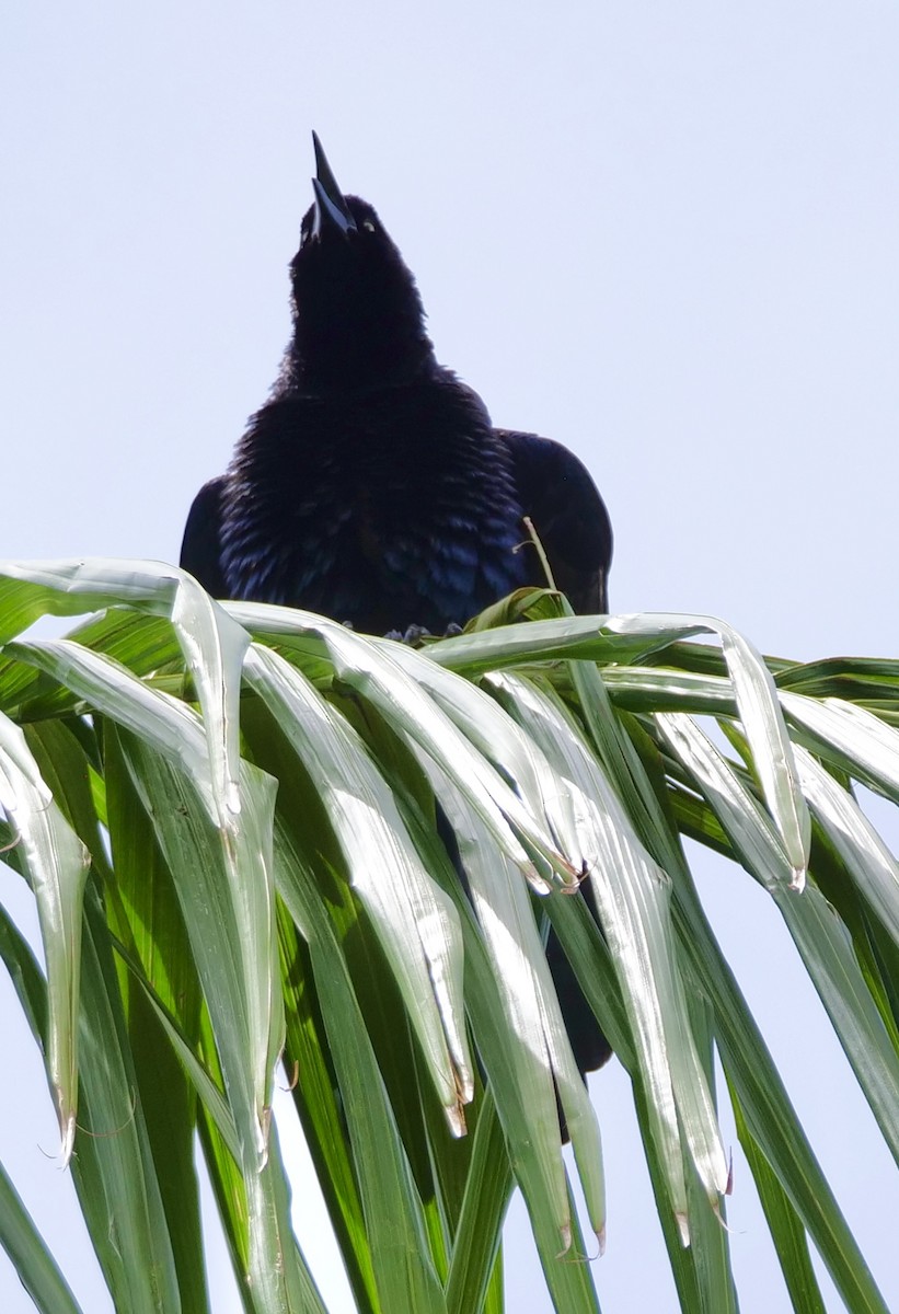 Great-tailed Grackle - Lee & Mary Ann Evans