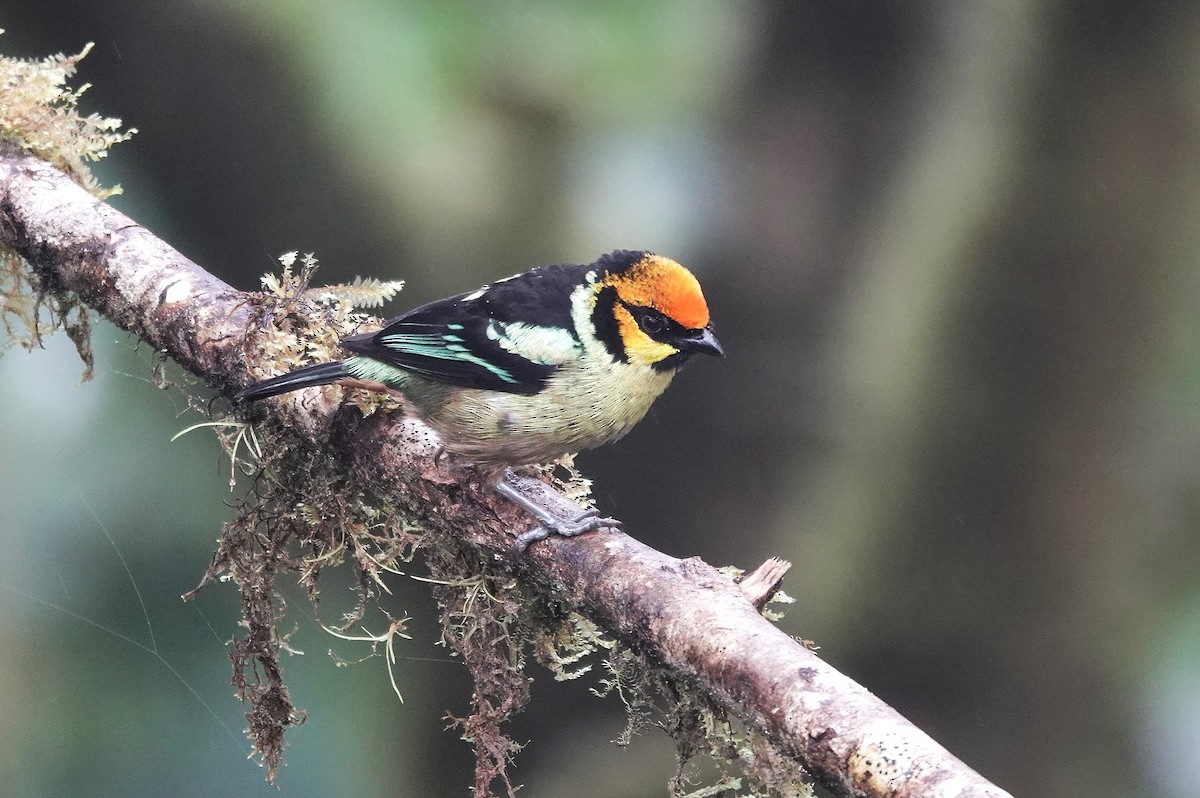 Flame-faced Tanager - ML617054190