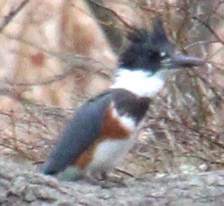 Belted Kingfisher - ML617054254