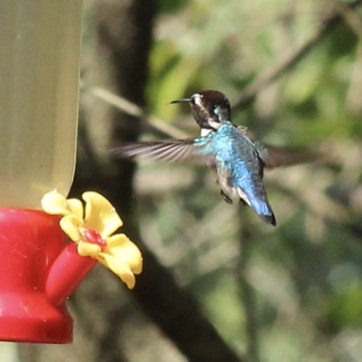Bee Hummingbird - ML617054282