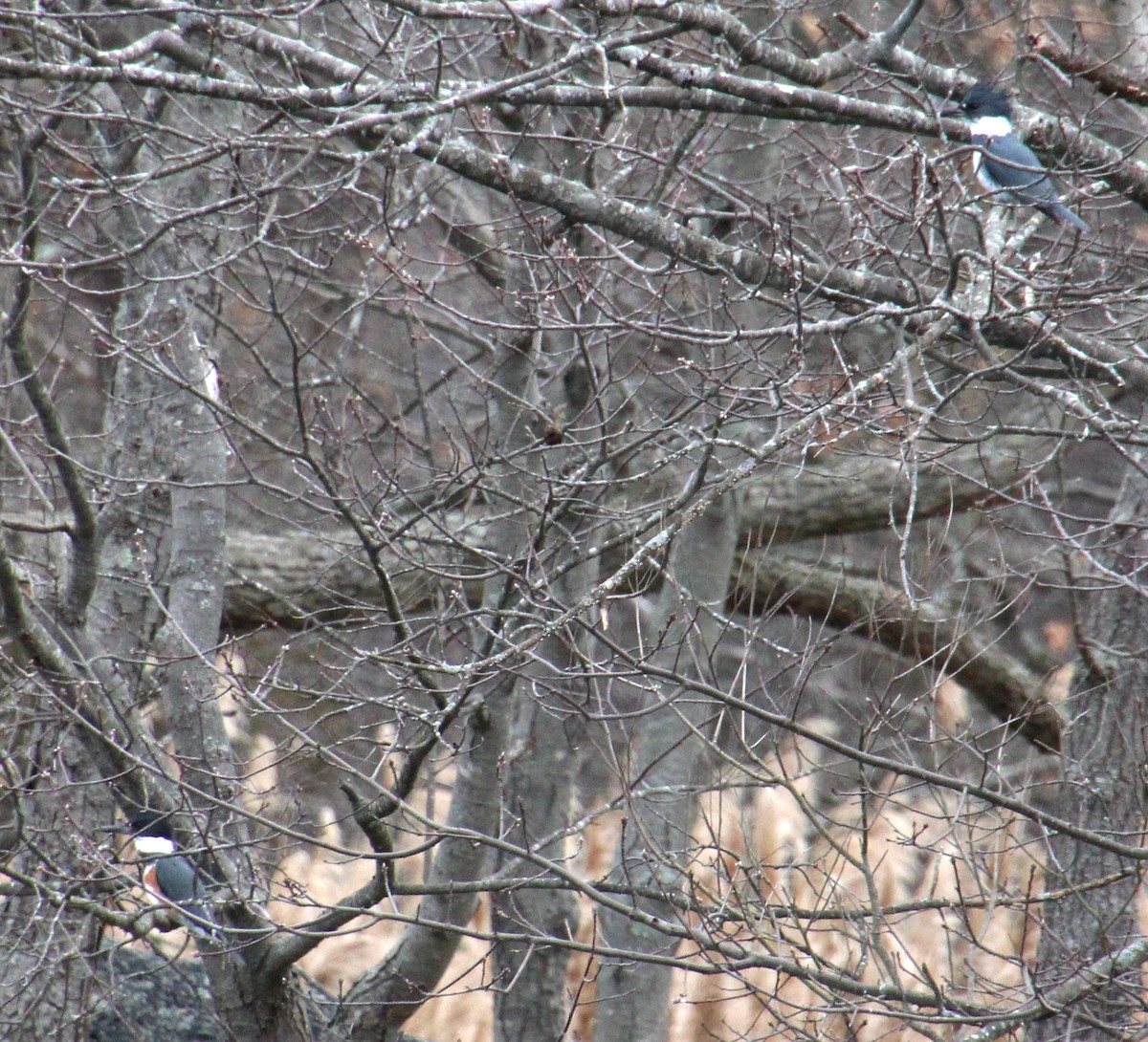 Belted Kingfisher - ML617054315