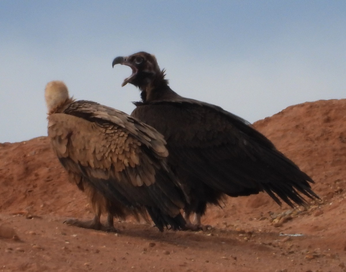 Cinereous Vulture - ML617054373
