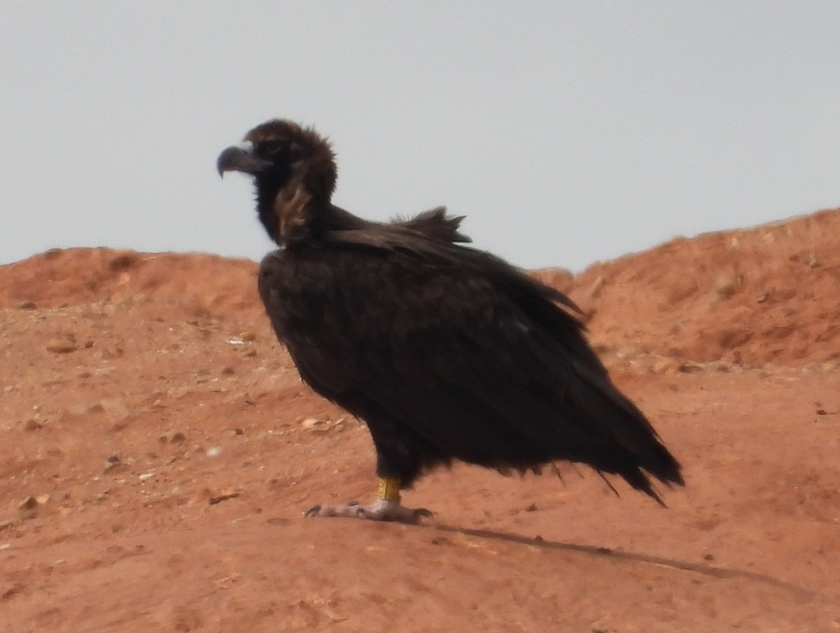 Cinereous Vulture - ML617054376