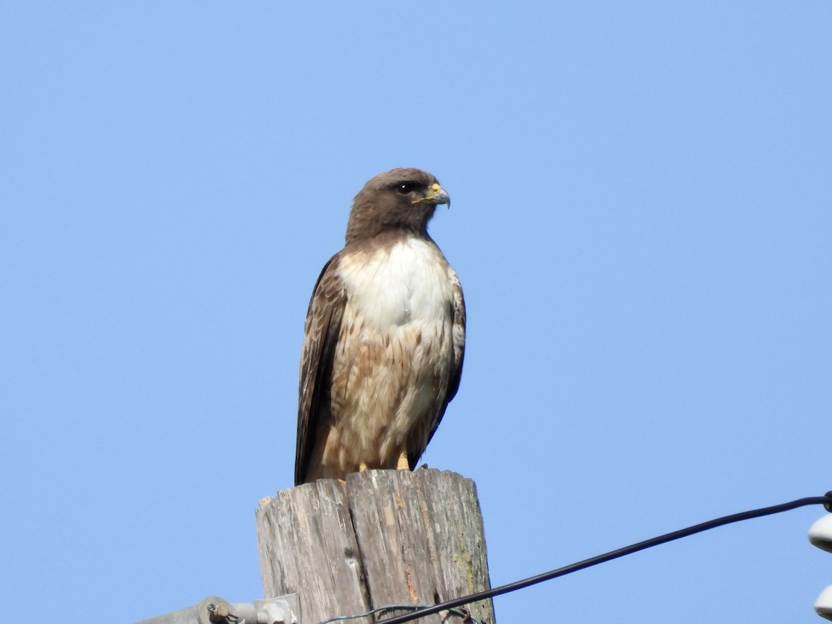Red-tailed Hawk - ML617054413