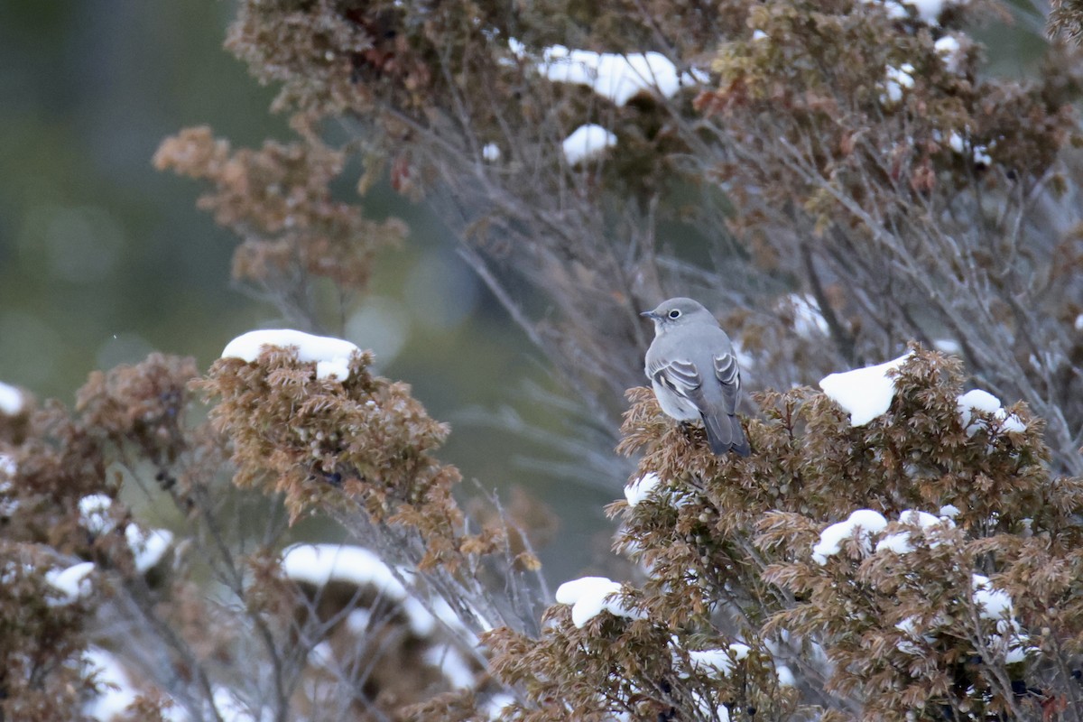 Townsend's Solitaire - ML617054466