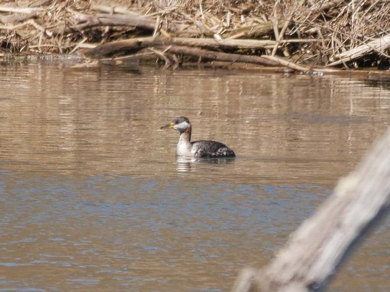 Red-necked Grebe - ML617054514