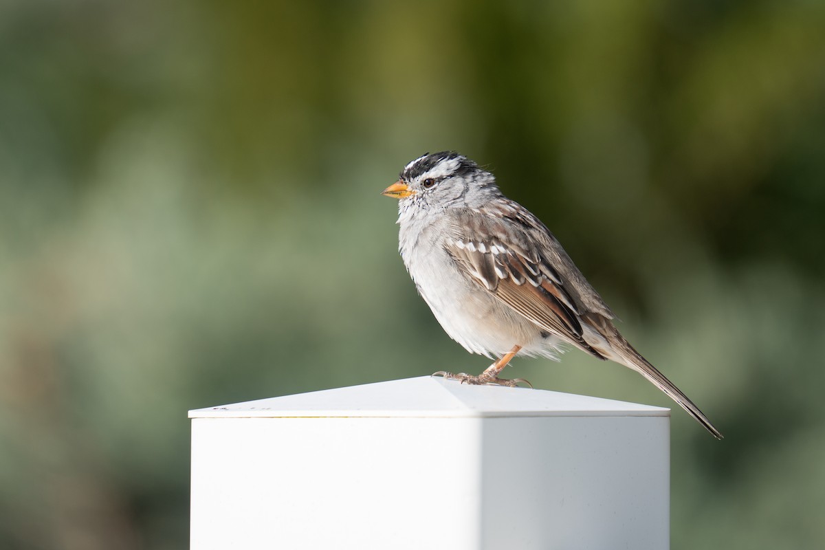 White-crowned Sparrow - ML617054526