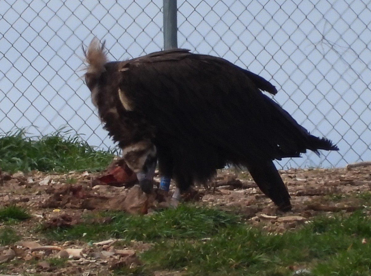 Cinereous Vulture - ML617054569