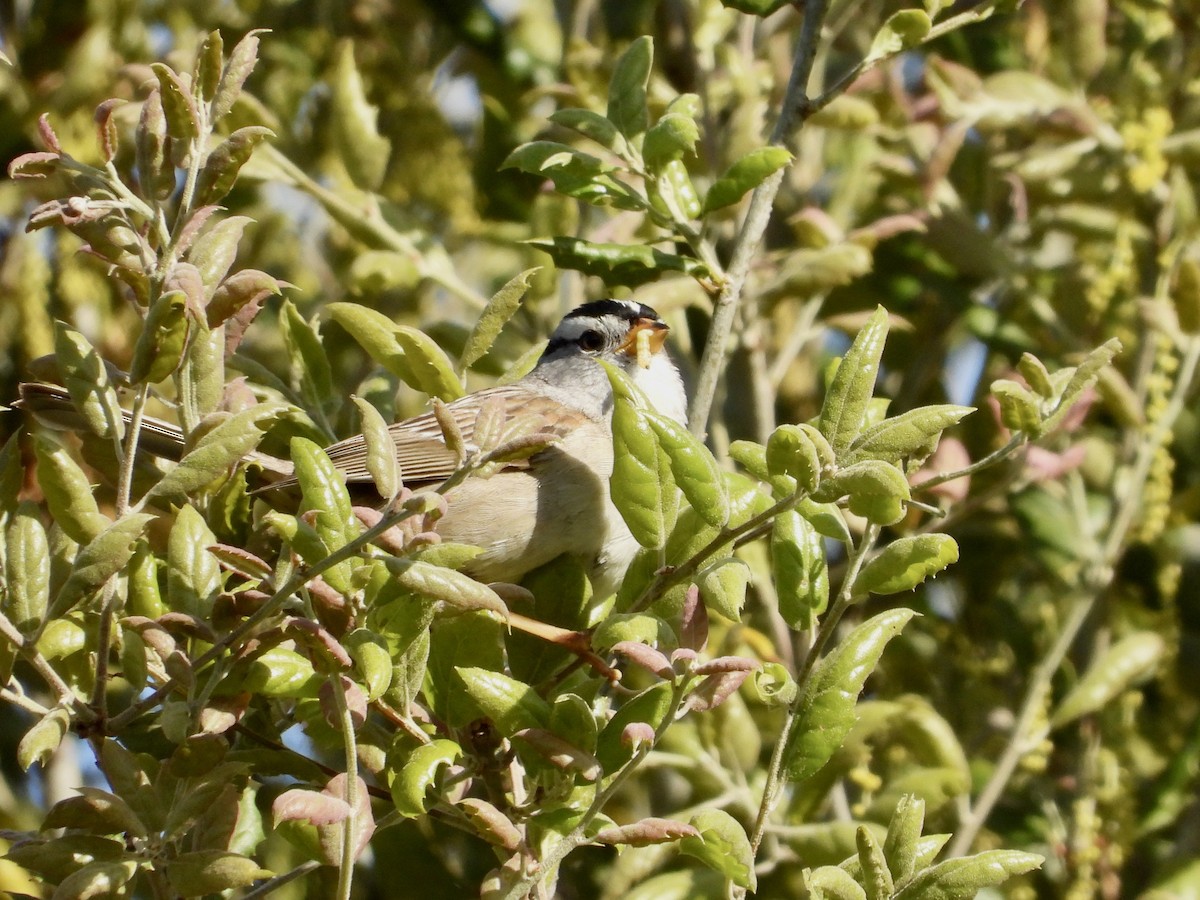 White-crowned Sparrow - ML617054628
