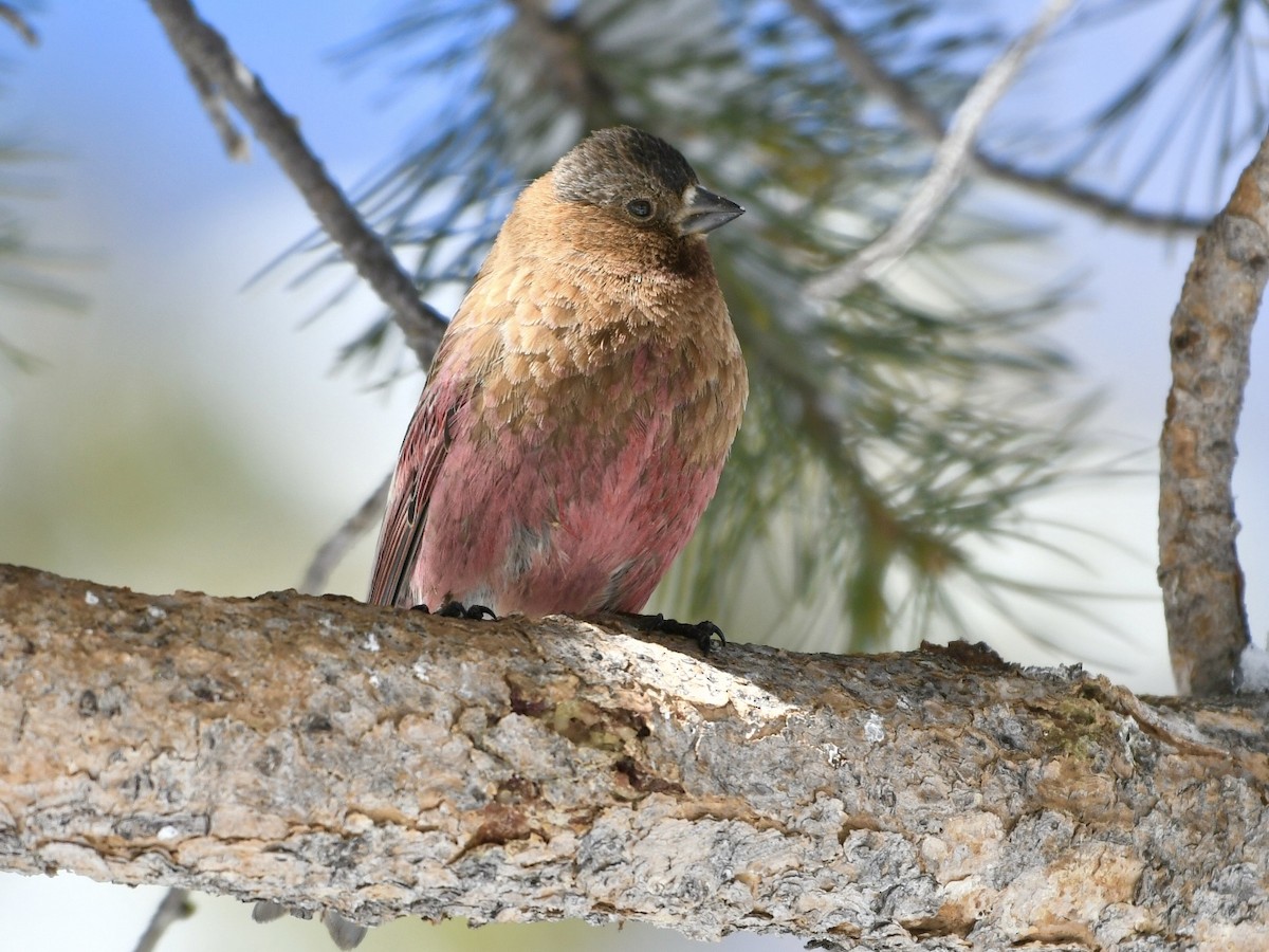 Brown-capped Rosy-Finch - ML617054648