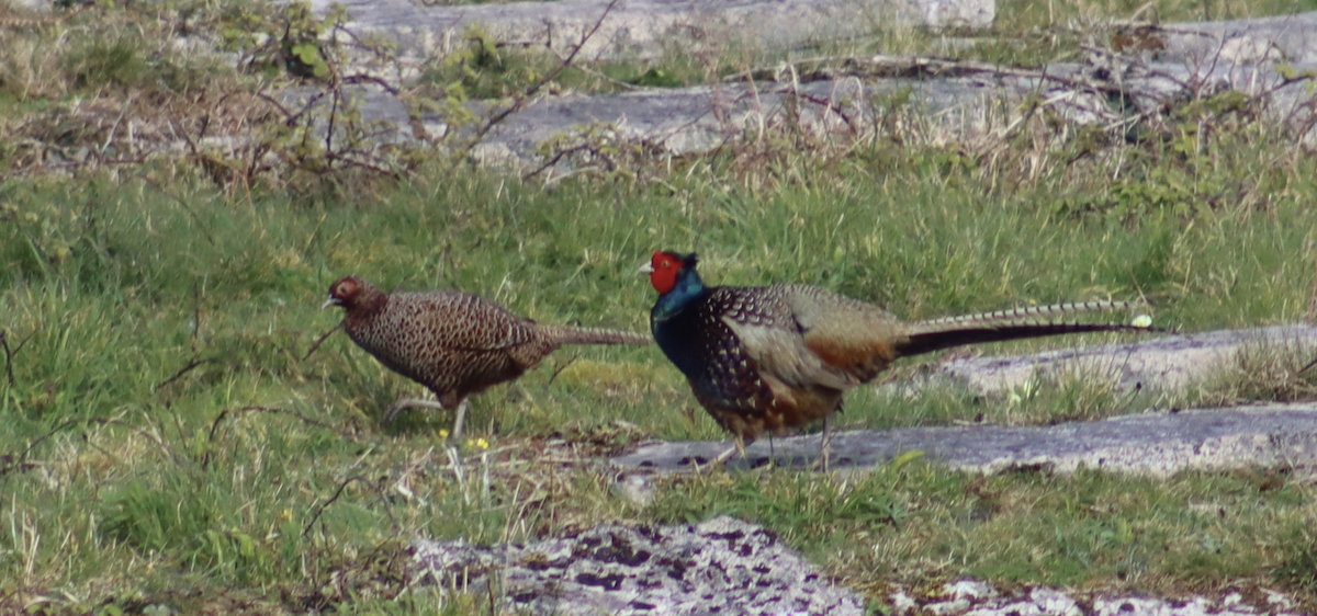 Ring-necked Pheasant - ML617054649