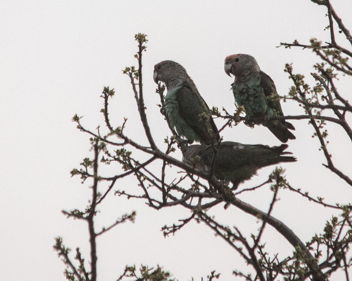 Brown-necked Parrot (Gray-headed) - ML617054753
