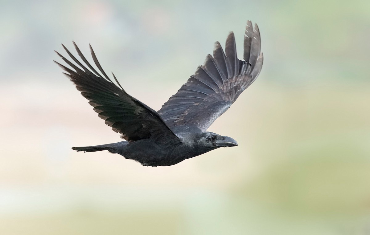 Large-billed Crow - ML617054855