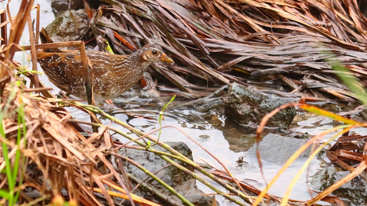 Spotted Crake - ML617054900