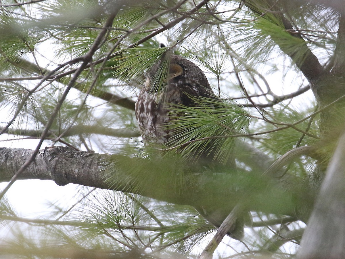 Long-eared Owl - ML617054909