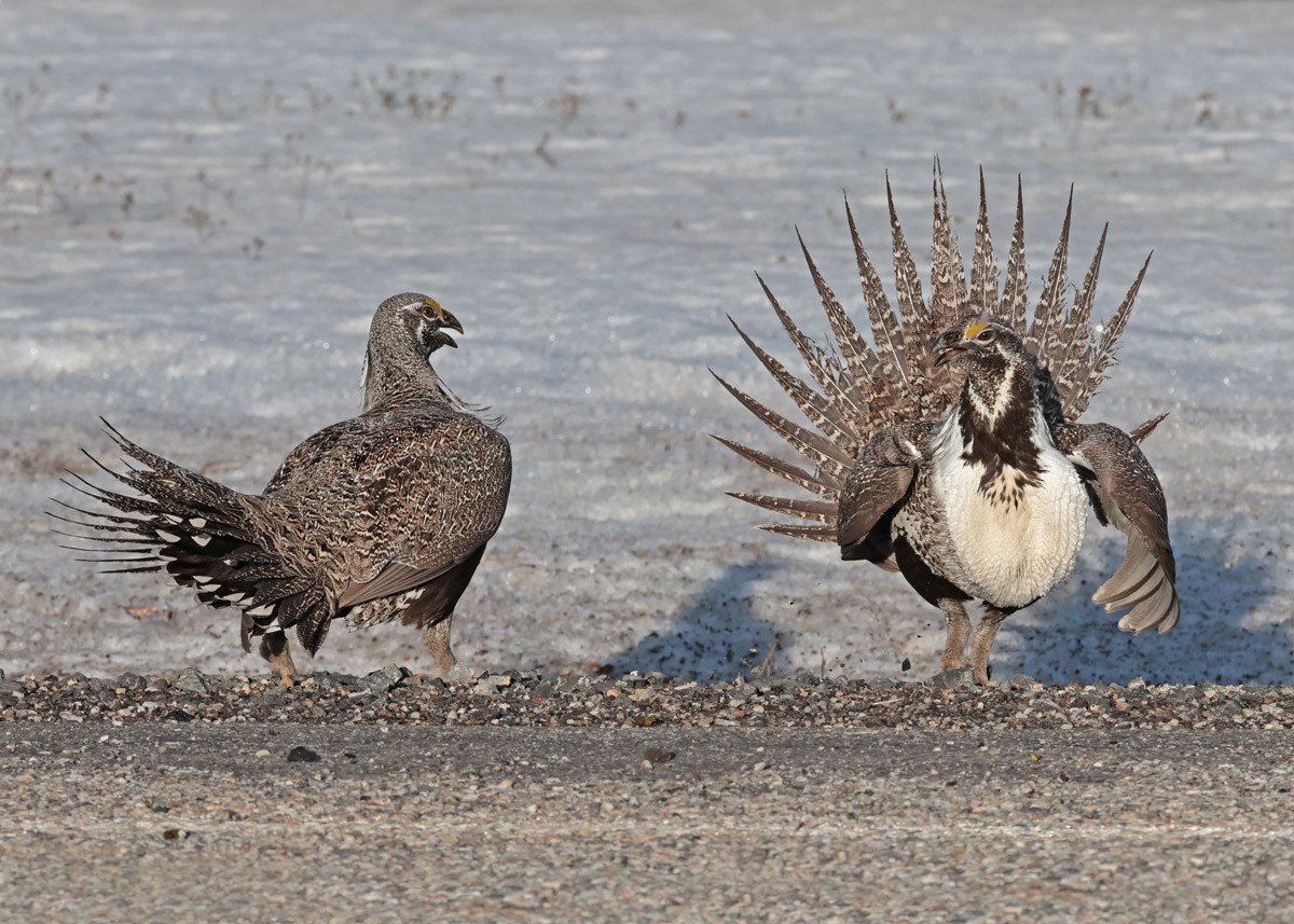 Greater Sage-Grouse - ML617054981