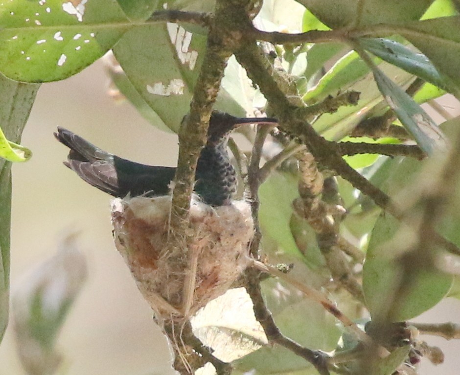 kolibřík safírovobřichý - ML617055021