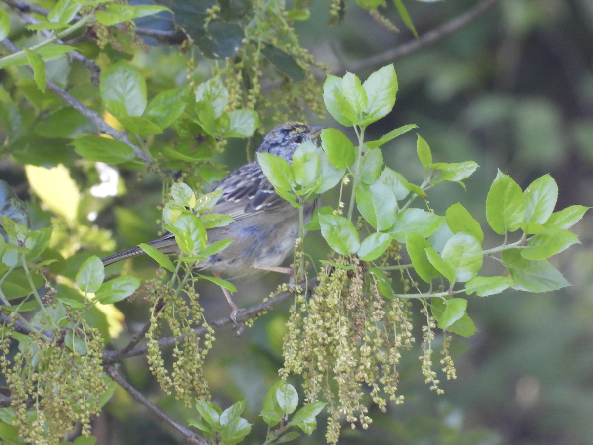 Golden-crowned Sparrow - ML617055029