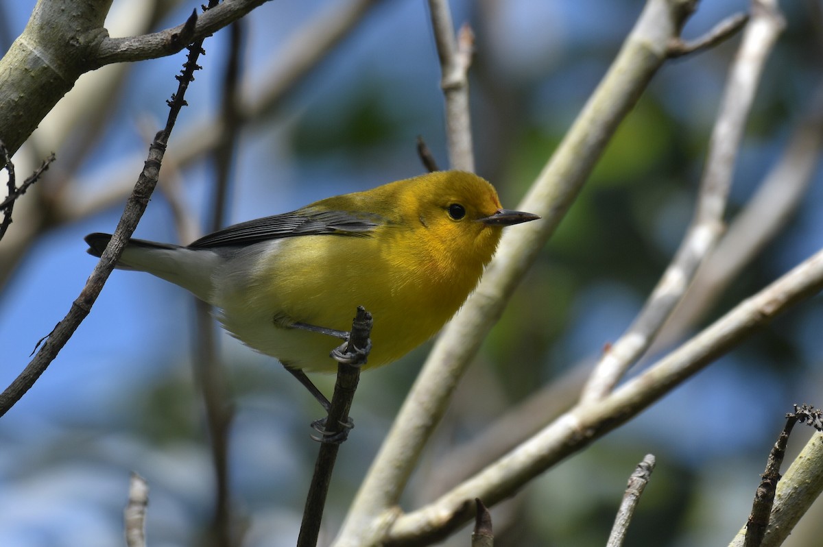 Prothonotary Warbler - ML617055036