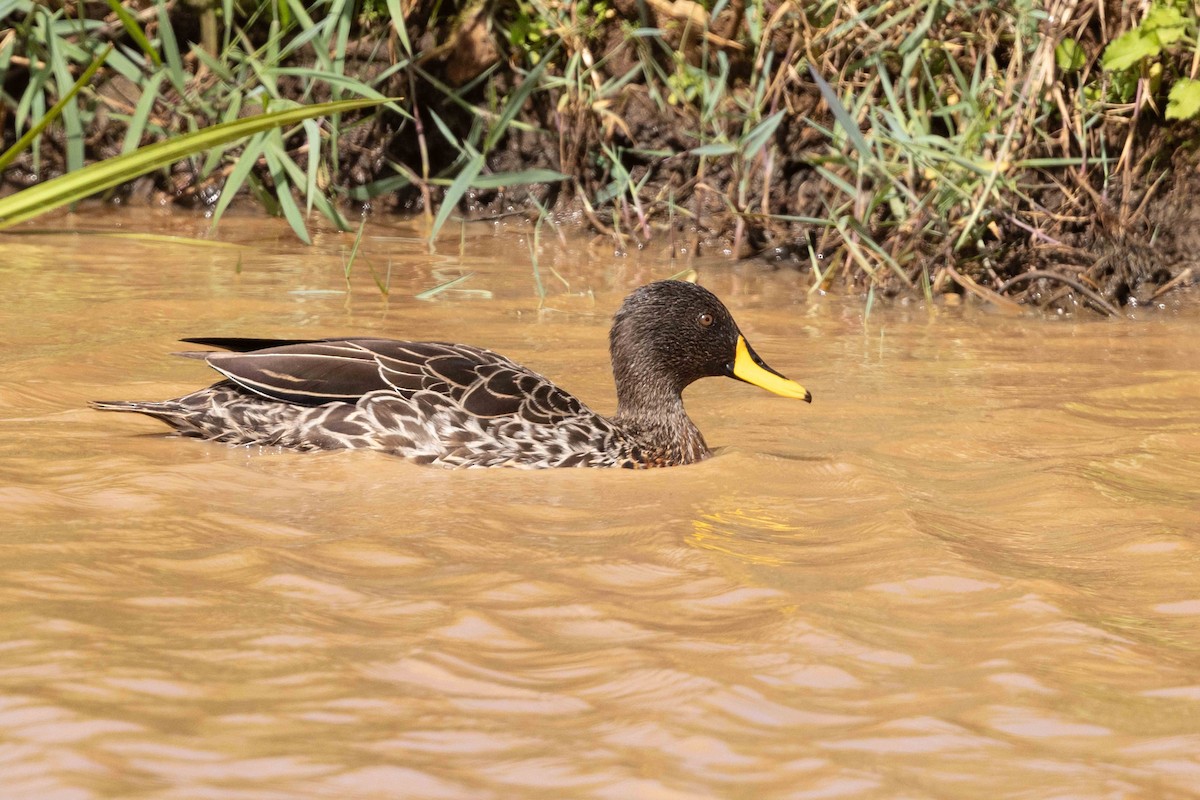 Yellow-billed Duck - ML617055286