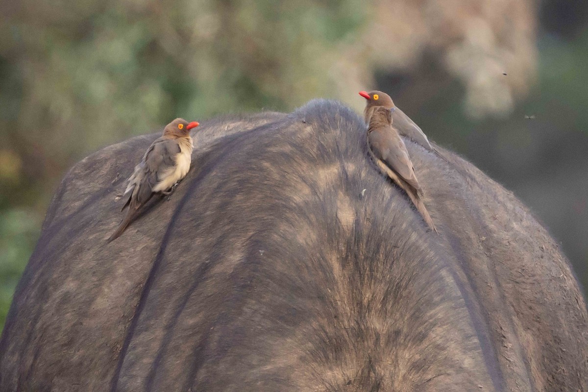 Red-billed Oxpecker - ML617055298