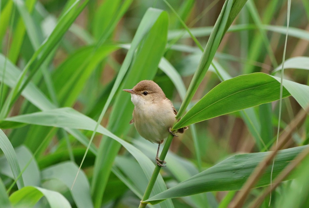 Common Reed Warbler - ML617055435
