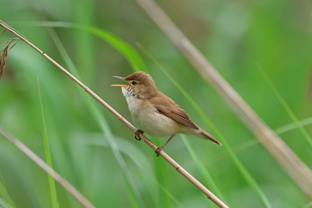 Common Reed Warbler - ML617055436
